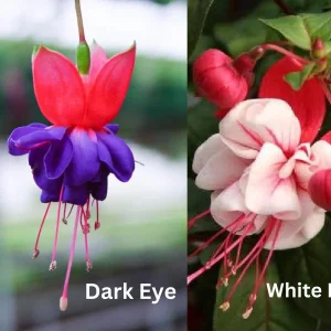 Fuchsia Live Plant – Hummingbird Attractor – Healthy Starter Plant – Outdoor - Image 10