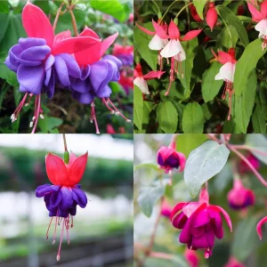 Fuchsia Live Plant, Well-Rooted Plug, Healthy Starter Plants for Hanging Baskets - Image 6