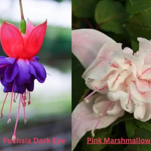 Fuchsia Live Plant, Well-Rooted Plug, Healthy Starter Plants for Hanging Baskets - Image 9