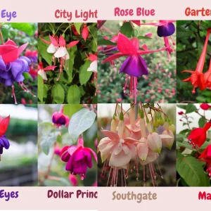 Fuchsia Live Plant - Well-Rooted Plug Starter Plant for Hanging Baskets - Image 1