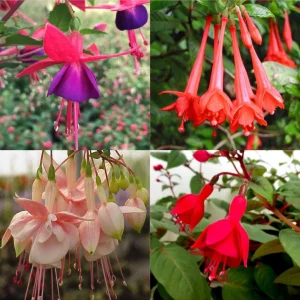 Fuchsia Live Plant - Well-Rooted Plug Starter Plant for Hanging Baskets - Image 5