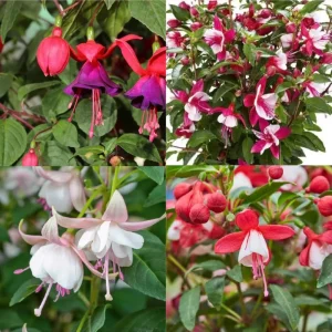 Fuchsia Live Plant - Well-Rooted Plug Starter Plant for Hanging Baskets - Image 7