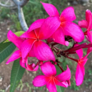 Fuchsia Plumeria Unrooted Cutting 10-12 in - Fragrant Hawaiian Tropical Plant - Image 3