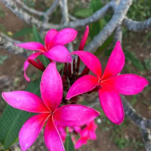 Fuchsia Plumeria Unrooted Cutting 10-12 in - Fragrant Hawaiian Tropical Plant - Image 1