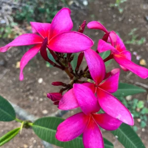 Fuchsia Plumeria Unrooted Cutting 10-12 in - Fragrant Hawaiian Tropical Plant - Image 4