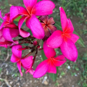Fuchsia Plumeria Unrooted Cutting 10-12 in - Fragrant Hawaiian Tropical Plant - Image 5