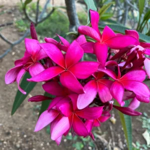 Fuchsia Plumeria Unrooted Cutting 10-12 in - Fragrant Hawaiian Tropical Plant - Image 6