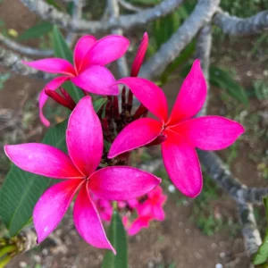 Fuchsia Plumeria Unrooted Cutting 10-12in - Fragrant Tropical Plant - Image 2