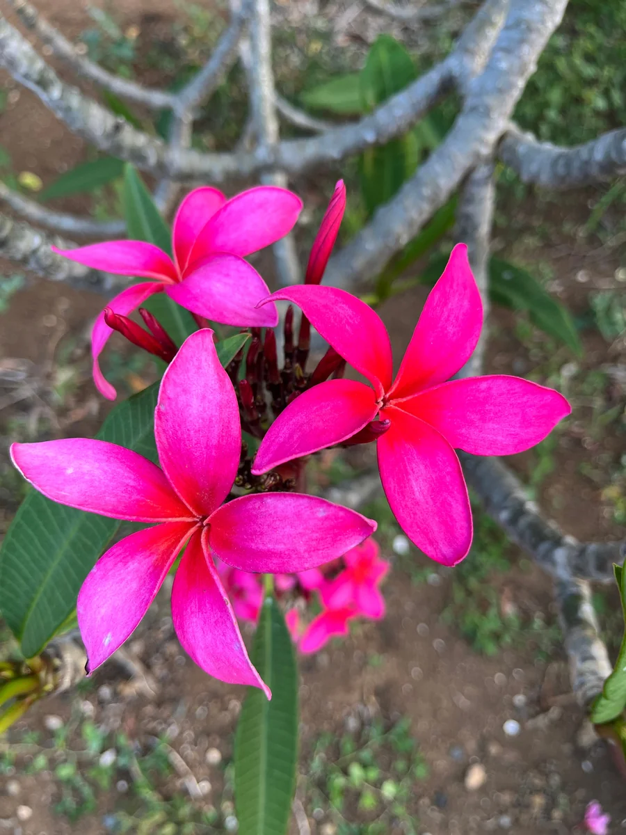 Fuchsia Plumeria Unrooted Cutting 10-12in - Fragrant Tropical Plant - Image 2