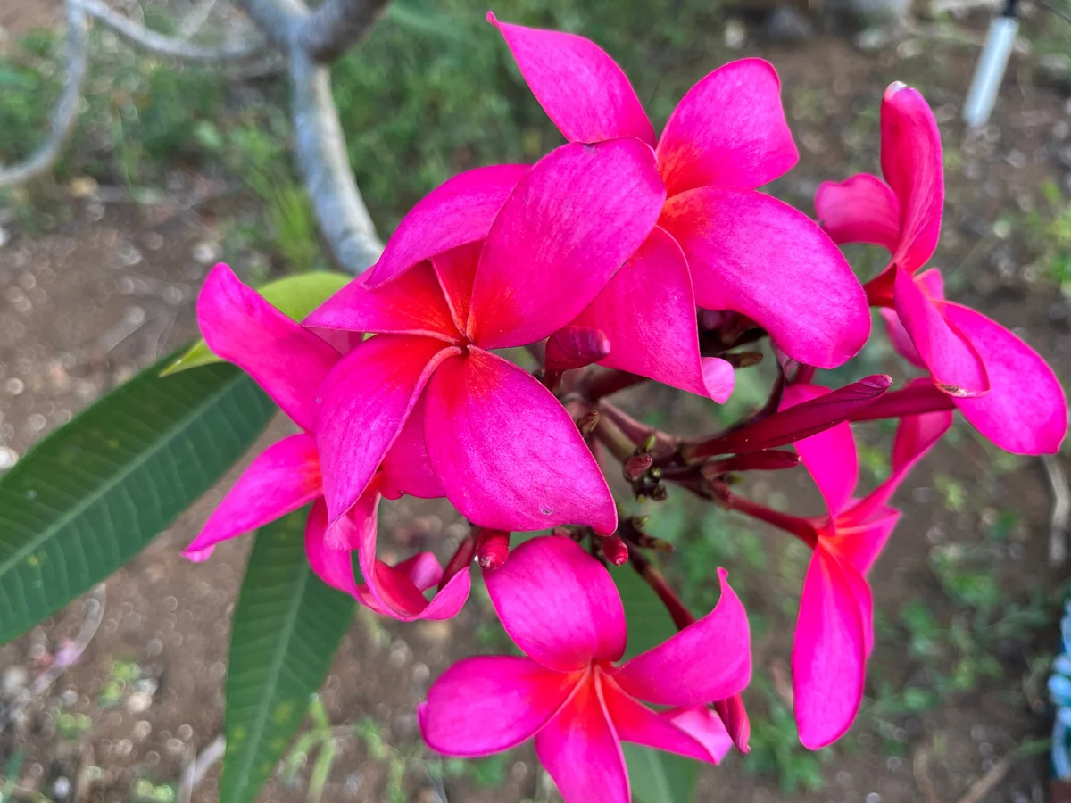 Fuchsia Plumeria Unrooted Cutting 10-12in - Fragrant Tropical Plant - Image 3