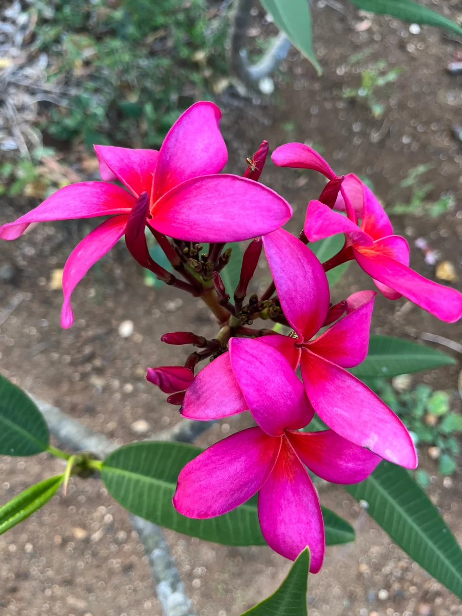 Fuchsia Plumeria Unrooted Cutting 10-12in - Fragrant Tropical Plant - Image 4