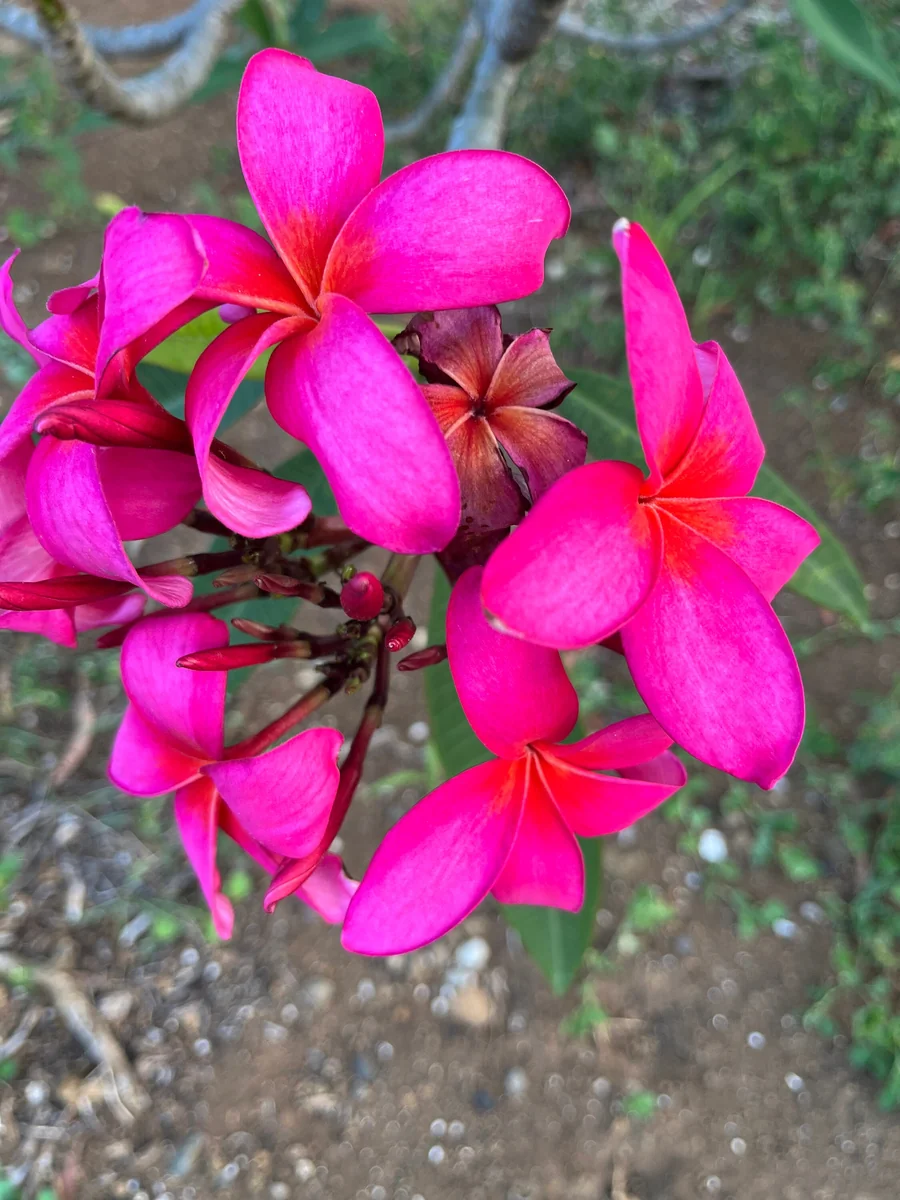Fuchsia Plumeria Unrooted Cutting 10-12in - Fragrant Tropical Plant - Image 5