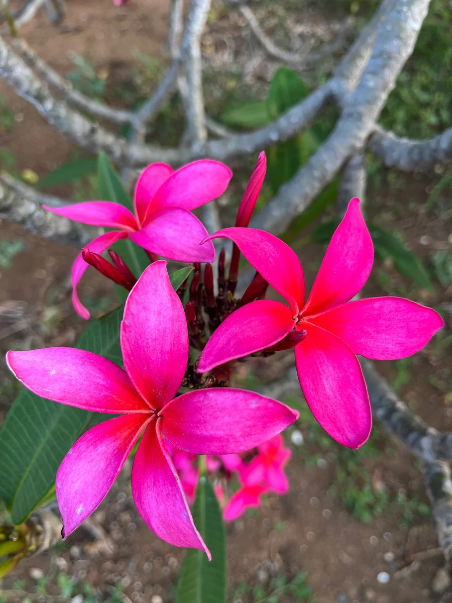 Fuchsia Plumeria Unrooted Cutting 10-12in - Fragrant Tropical Plant - Image 1
