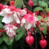 Fuchsia 'Swingtime' Live Plug Plant - Trailing Red & White Flowers for Hanging Baskets - Image 1
