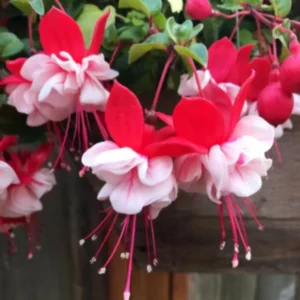 Fuchsia 'Swingtime' Live Plug Plant - Trailing Red & White Flowers for Hanging Baskets - Image 2