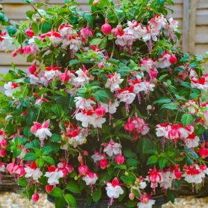 Fuchsia 'Swingtime' Live Plug Plant - Trailing Red & White Flowers for Hanging Baskets - Image 4