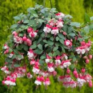 Fuchsia 'Swingtime' Live Plug Plant - Trailing Red & White Flowers for Hanging Baskets - Image 5