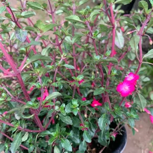 Fuchsia Thymifolia Live Plant – Evergreen Shrub – 3-5” Tall – 1 Gallon Pot – Outdoor Shade - Image 3