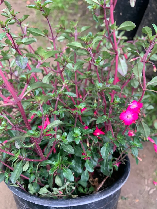 Fuchsia Thymifolia Live Plant – Evergreen Shrub – 3-5” Tall – 1 Gallon Pot – Outdoor Shade - Image 3