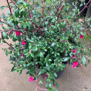 Fuchsia Thymifolia Live Plant – Evergreen Shrub – 3-5” Tall – 1 Gallon Pot – Outdoor Shade - Image 4