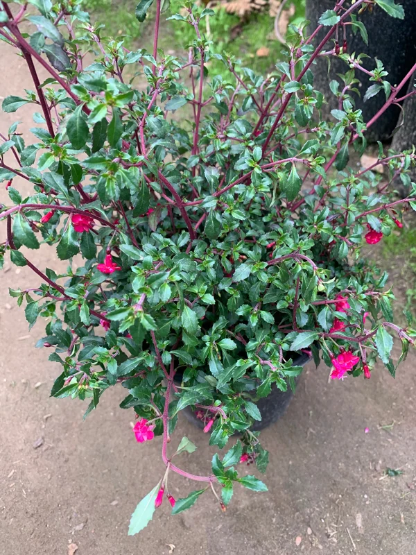 Fuchsia Thymifolia Live Plant – Evergreen Shrub – 3-5” Tall – 1 Gallon Pot – Outdoor Shade - Image 4