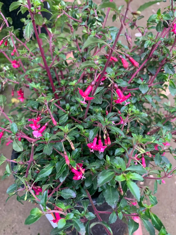 Fuchsia Thymifolia Live Plant – Evergreen Shrub – 3-5” Tall – 1 Gallon Pot – Outdoor Shade - Image 1