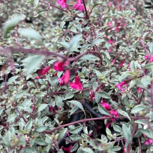 Fuchsia Thymifolia 'Variegata' Live Plant – 6 inch Pot – Indoor/Outdoor - Image 3