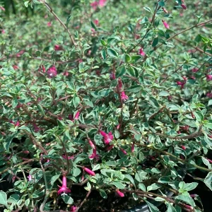 Fuchsia Thymifolia Variegata Live Plant 6