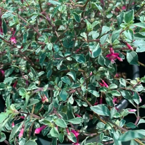 Fuchsia Thymifolia Variegata Live Plant 6