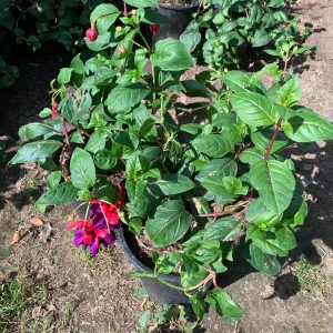 Fuchsia 'Voodoo' Live Plant - Deciduous Shrub - Red Purple Flowers - 3 inch Pot - Image 2