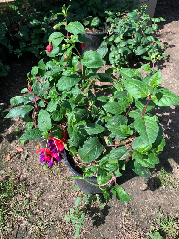 Fuchsia 'Voodoo' Live Plant - Deciduous Shrub - Red Purple Flowers - 3 inch Pot - Image 2
