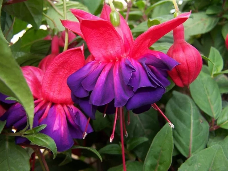 Fuchsia 'Voodoo' Live Plant - Deciduous Shrub - Red Purple Flowers - 3 inch Pot - Image 1