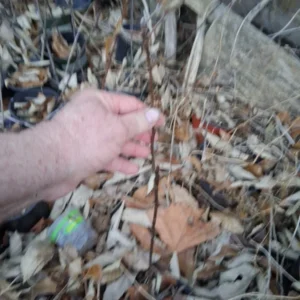 Fuji Apple Tree - Red Rooted Live Plant - Up to 2.5 Ft Tall - Outdoor Edible - Image 2