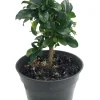 Fukien Tea Bonsai Tree - Carmona Microphylla Live Houseplant in 4" Pot, Indoor - Image 1