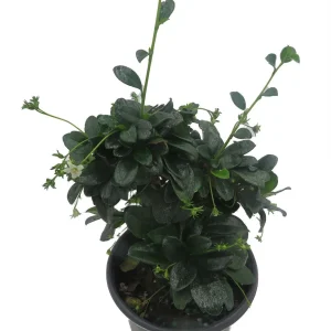 Fukien Tea Bonsai Tree - Carmona Microphylla Live Houseplant in 4