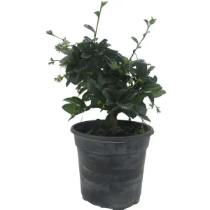 Fukien Tea Bonsai Tree - Carmona Microphylla Live Houseplant in 4