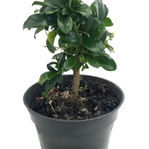 Fukien Tea Bonsai Tree - Carmona Microphylla Live Houseplant in 4