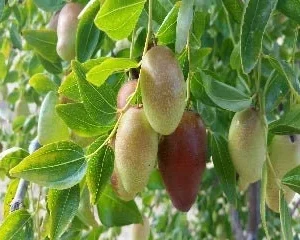GA-866 Jujube Tree Live Plant – 4 Feet Tall Grafted in 3 Gallon Pot - Image 1
