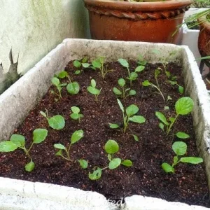 Gai Lan Broccoli Seeds - Heirloom Chinese Kale Vegetable Seeds ~9,000 Seeds - Image 2