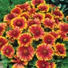 Gaillardia Gusto Sweet Chili Blanket Flower Live Plant – 3-6" Tall Hardy Perennial – Outdoor - Image 1