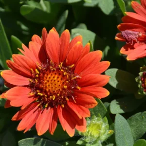 Gaillardia Gusto Sweet Chili Blanket Flower Live Plant – 3-6