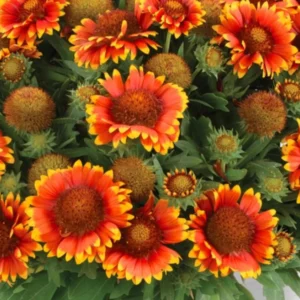 Gaillardia Gusto Sweet Chili Blanket Flower Live Plant – 3-6