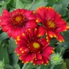 Gaillardia Gusto Sweet Chili Live Plant Set - 3-6" Tall Perennial - Image 1