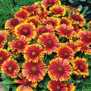 Gaillardia Gusto Sweet Chili Live Plant Set - 3-6