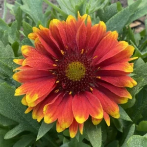 Gaillardia Gusto Sweet Chili Live Plant Set - 3-6