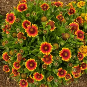 Gaillardia Gusto Sweet Chili Live Plant Set - 3-6