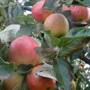 Gala Apple Grafted Fruit Tree Live Plant – 1 Gallon Pot – 3 ft Tall – Outdoor - Image 2