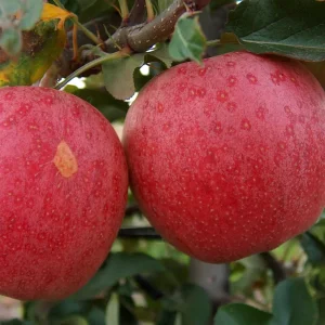 Gala Apple Tree Bareroot - 2-3 ft Tall - Sweet & Tart Fruit - Zones 4-10 - Image 1