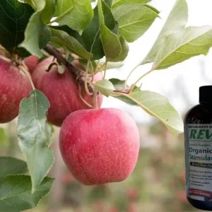 Gala Apple Tree Bareroot Live Plant - 2-3 ft Tall, Sweet Red Fruit, Cold-Hardy - Image 1