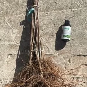 Gala Apple Tree Bareroot Live Plant - 2-3 ft Tall - Sweet, Crisp Red Fruit - Image 2